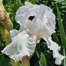 Iris hort. Laced Cotton
