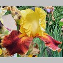 Iris hort. Fiesta Time