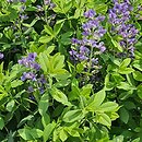Baptisia australis (baptysja błękitna)