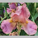 Iris hort. Alpine Glow