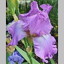 Iris hort. Grand Waltz