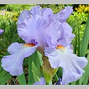 Iris hort. Vivien
