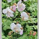 Geranium ×cantabrigense St Ola