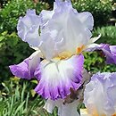 Iris hort. Alice Goodman