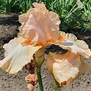 Iris hort. Sky Hooks