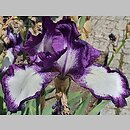 Iris hort. Bonnieblue