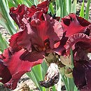 Iris hort. Warrior King
