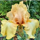 Iris hort. Dawning