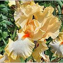 Iris hort. Champagne Waltz