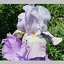 Iris hort. Foaming Seas