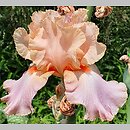 Iris hort. Goodbye Heart