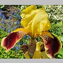 Iris hort. Pretender