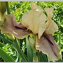 Iris hort. Thornbird