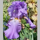 Iris hort. Książę Pepi