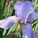 Iris hort. Arkady