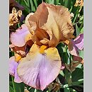 Iris hort. Old Vienna