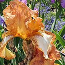 Iris hort. Henna Stitches
