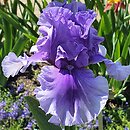 Iris hort. Bałtyk