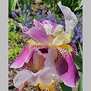 Iris hort. Folkwang