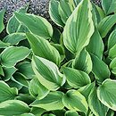 Hosta Antioch