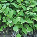 Polygonatum falcatum (kokoryczka sierpowata)