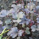Heuchera Starry Night