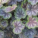 Heuchera Beauty Colour