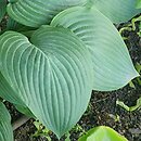 Hosta Hercules