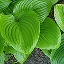 Hosta Blue Shadows
