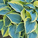 Hosta First Frost