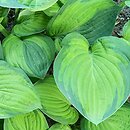 Hosta Lunar Orbit
