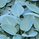 Hosta Canadian Blue
