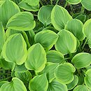 Hosta Golden Tiara