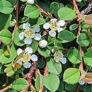 Cotoneaster microphyllus Streib's Findling
