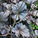 Heuchera Obsidian