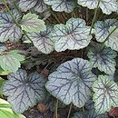 Heuchera Venus
