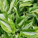 Hosta Undulata