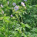 Geranium pratense Mrs Kendall Clark
