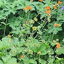 Geum Georgenberg