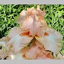 Iris hort. Perle Rose