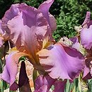 Iris hort. Crispette