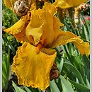 Iris hort. West Coast