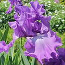 Iris hort. Starina