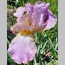 Iris hort. Splash O'Pink