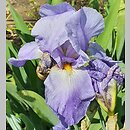Iris hort. Great Lakes