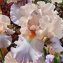 Iris hort. Celebration Song