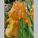 Iris hort. Russet Wings