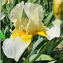 Iris hort. Limelight