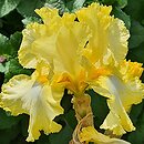 Iris hort. Kentucky Derby