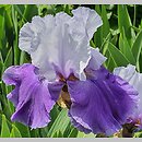Iris hort. Dream Lover